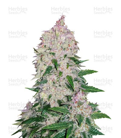 Stardawg Auto Seeds