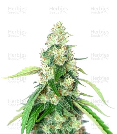 Steve’s Alien OG Seeds