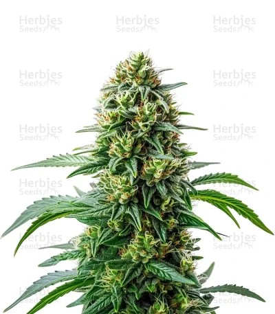 Steve’s Dream Queen Seeds