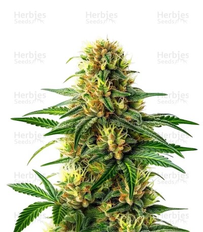 Steve’s Hellfire OG Seeds