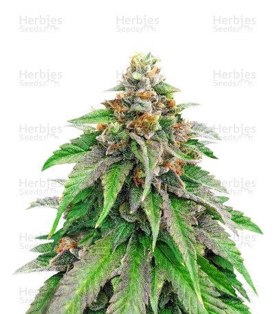 Strawberry Amnesia Seeds