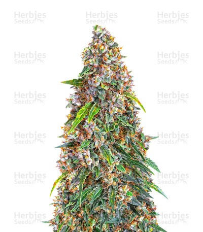Strawberry Cheesecake Seeds (Barney's Farm)