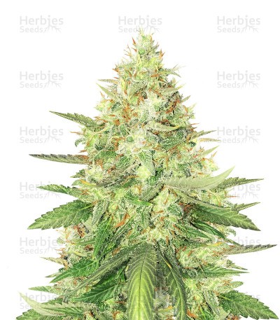 Strawberry Cough Seeds (Dutch Passion)