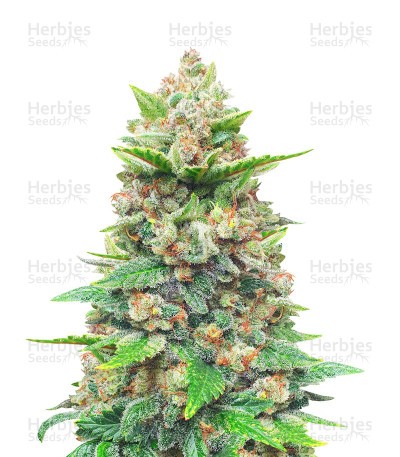 Strawberry Gorilla Seeds (Fast Buds)