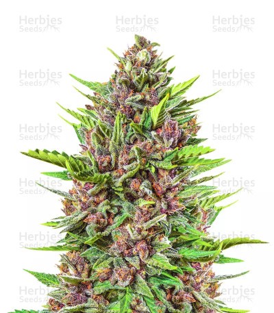 Strawberry Pie Seeds
