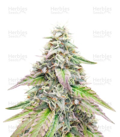 Sugar Bomb Punch Seeds