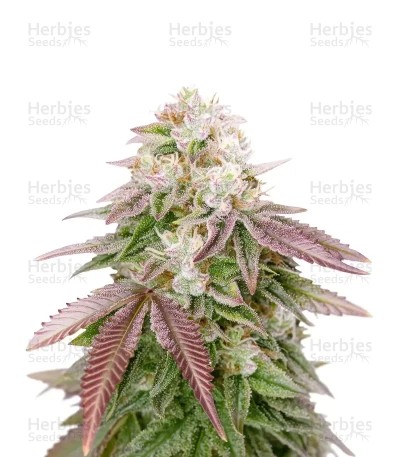 Sugarlato Auto Seeds
