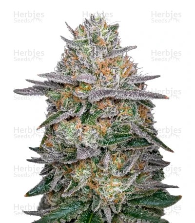Super Banana Mango (Super Lemon Haze x GMO) Seeds