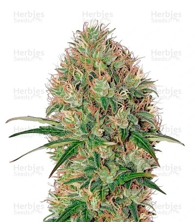Super Bud Auto Seeds