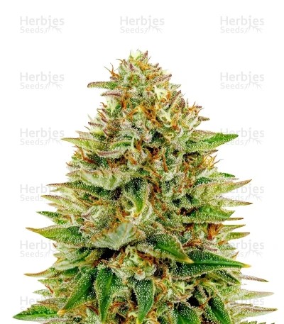 Super Bud Seeds