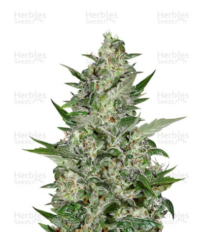 Super Critical Auto Seeds