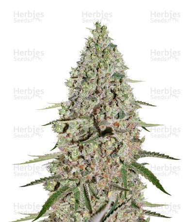 Super Critical Seeds