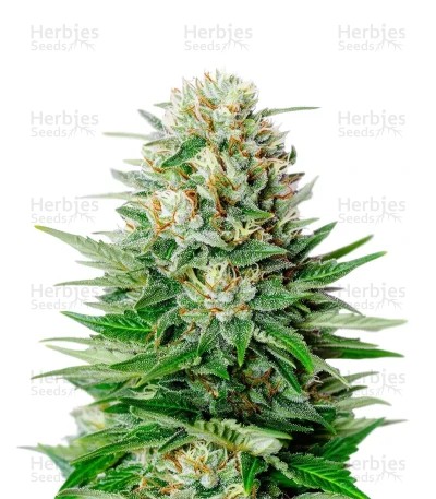Super Lemon Haze Auto Seeds