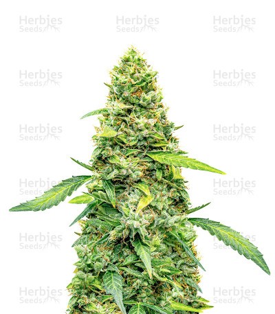 Super Lemon Haze Autoflower (Herbies Seeds)
