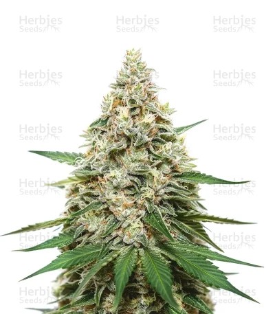 Super Lemon Haze Seeds