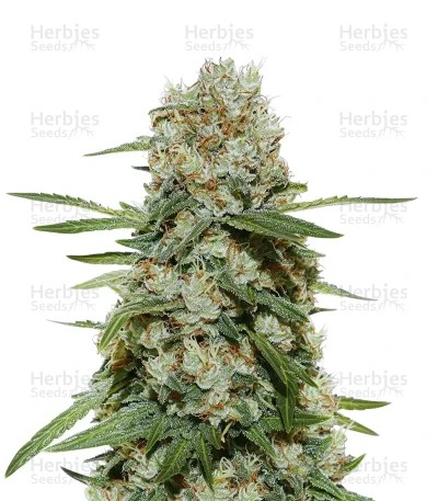 Super Silver Haze Seeds (Green House Seeds)