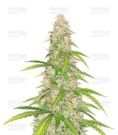 Super Skunk Autoflower (Herbies Seeds)
