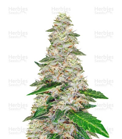Super Skunk Automatic Seeds (Sensi Seeds)