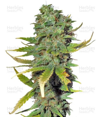 Super Skunk Seeds (Sensi Seeds)