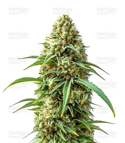 Sweet Bourbon Kush Auto Seeds