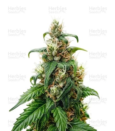 THC-Victory Seeds