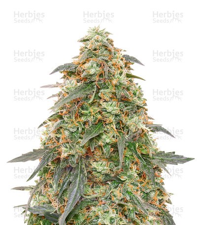 Tangerine Dream Auto Seeds from Barney’s Farm