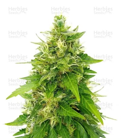 Tangerine Dream Auto Seeds