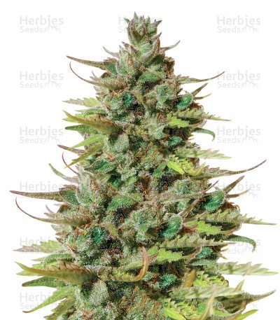 Tangie Seeds