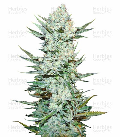Tangie'matic Auto Seeds