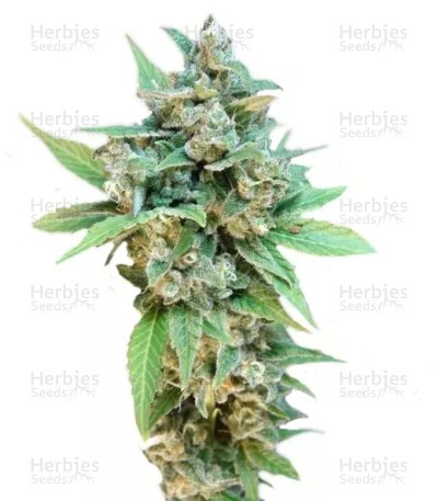 Thai Fantasy Seeds