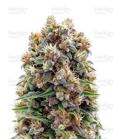 The Church Seeds