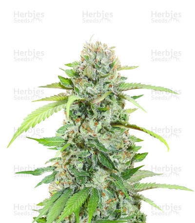 The White Fire OG Seeds (Seedkeepers)