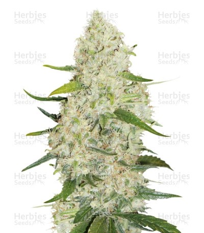 Think Big Auto Seeds