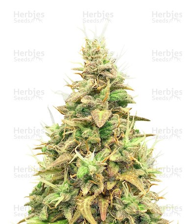 Think Different Auto Seeds feminized cannabis Auto Seeds