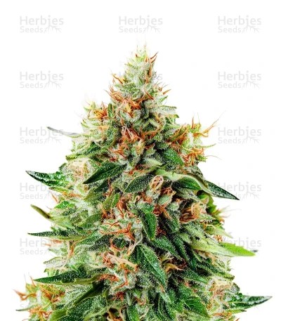 Train Wreck Seeds from Green House Seeds - Cannabis Strain Seeds for Sale