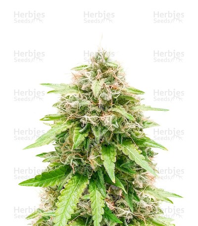 Trainwreck (Herbies Seeds)