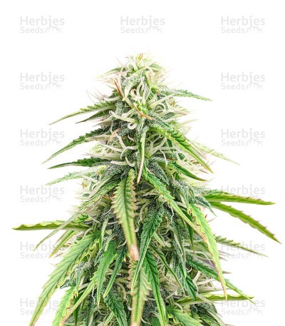 Trainwreck Fast Version (Herbies Seeds)