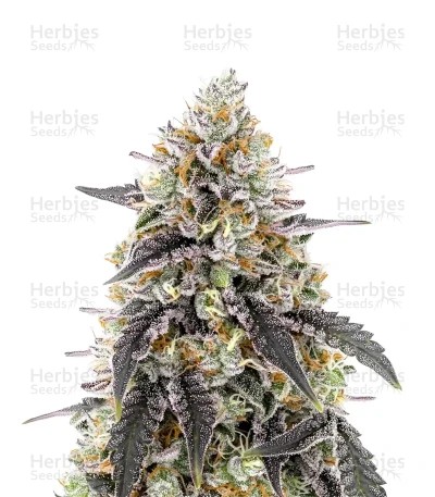 Trainwreck Seeds