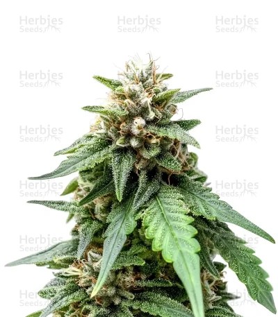 Trichome & Cream Auto Seeds