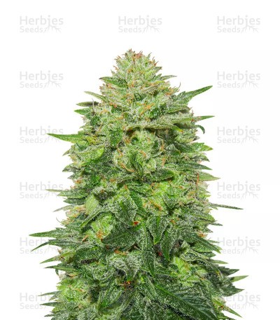 Triple Cheese Seeds - Cannabis Strain Seeds for Sale