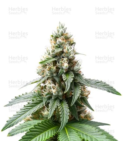 Tropical Tangie Seeds