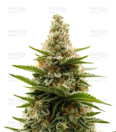 Tropicana Cherry Seeds