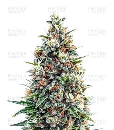 Tropicana Cookies Purple Seeds