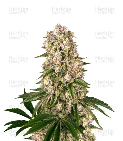 Tropicanna Banana feminized seeds