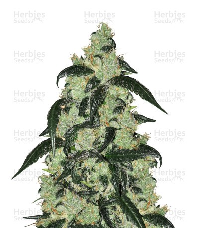 Wedding Cake Auto Feminized Seeds