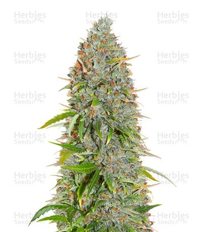 Wedding Cake Autoflower (Herbies Seeds)