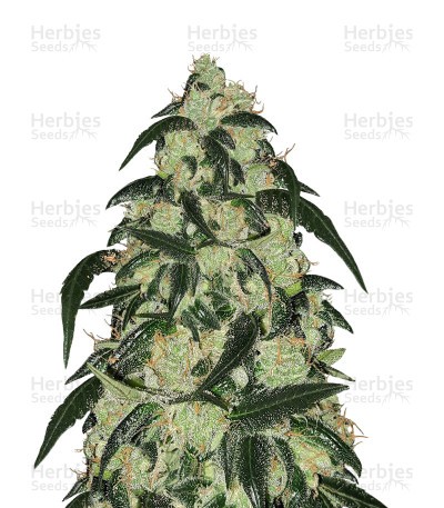 Wedding Cake Feminized Seeds