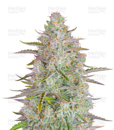 Wedding Cheesecake Auto Seeds