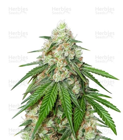 Wedding Cheesecake FF Seeds