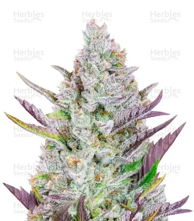 Wedding Glue Auto Seeds